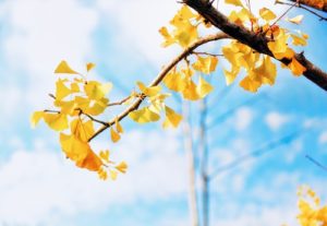 yellow leaves sky