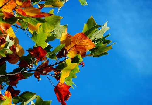 blue sky fall leaves