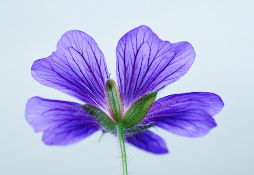 violet purple flower