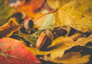 acorn autumn fall leaves