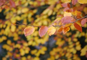 brown yellow leaves