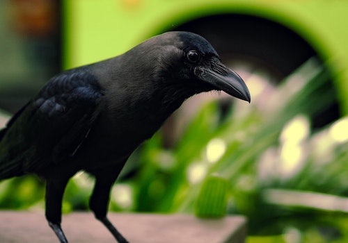 crow bird