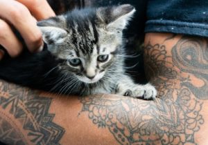 person arm kitten