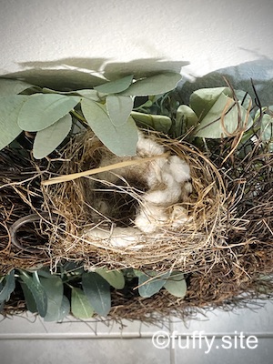 bird nest 鳥の巣