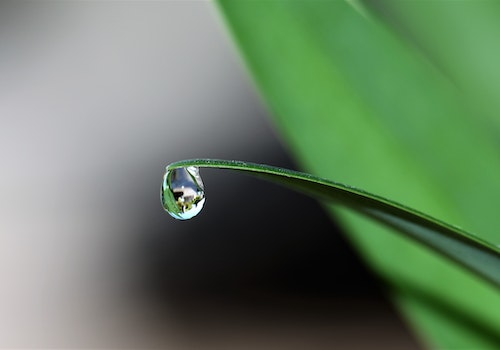 green leaf water drop