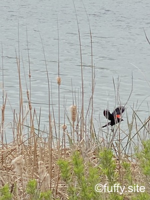 Red-winged blackbird ハゴロモガラス