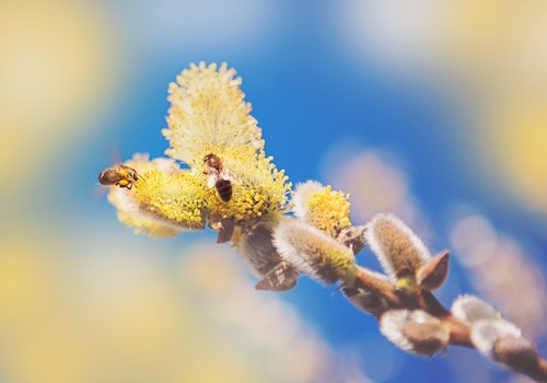 bees pollen plant