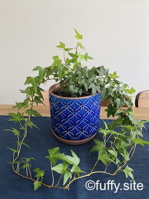 アイビー ivy plant