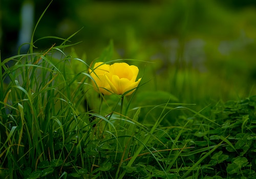 green yellow flowers grass