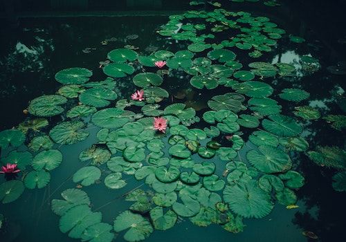 water lotus flowers