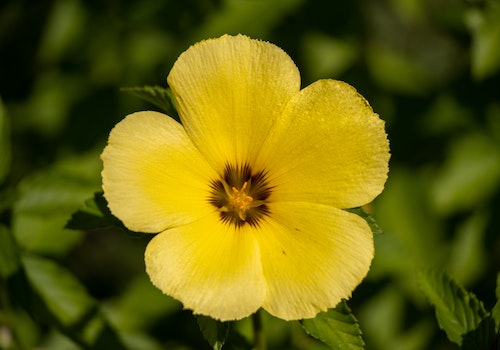 yellow flower turnera ターネラ 黄色の花
