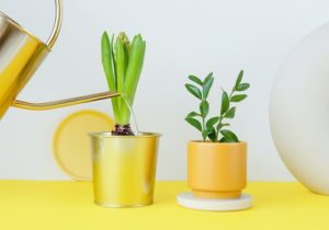 house plants yellow vase