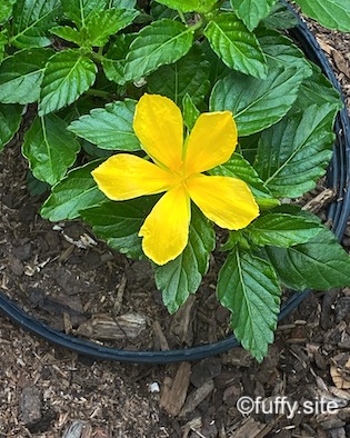 yellow flower ターネラ