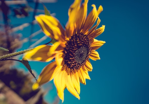 blue sunflower 向日葵