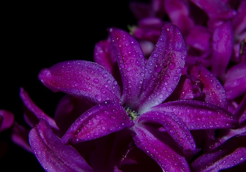 purple flowers 花