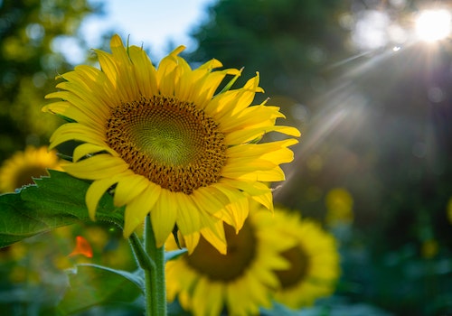 sunflowers sunshine ひまわり