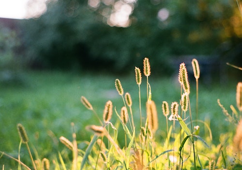 Setaria viridis エノコログサ