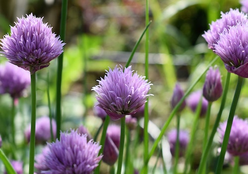 aromatic bloom flowers Chives