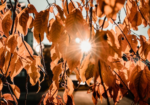 brown leaves sunlight