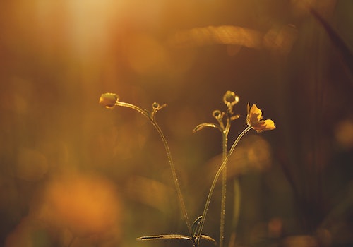 orange blur plant flower