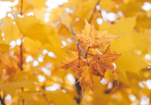 yellow oak leaves
