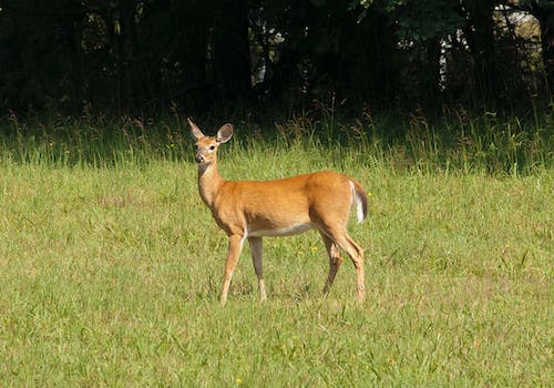 deer animal 鹿