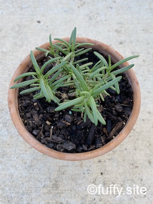 ローズマリー rosemary herb