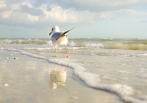 seagull bird ocean ビーチ 鷗