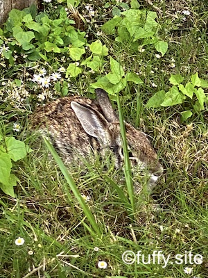 野ウサギ wild brown rabbit