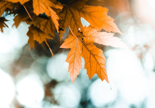 枯れ葉 brown leaves blur