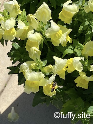 金魚草 snapdragon yellow flowers bee