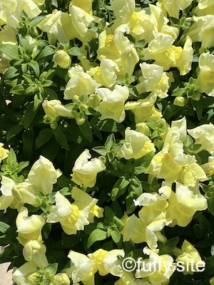 金魚草 snapdragon yellow flowers