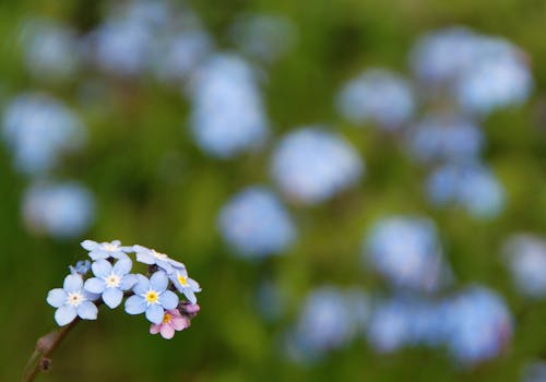 blue flower nature