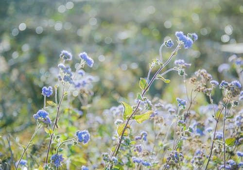 blue flowers sunshine
