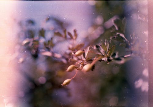 blur flowers