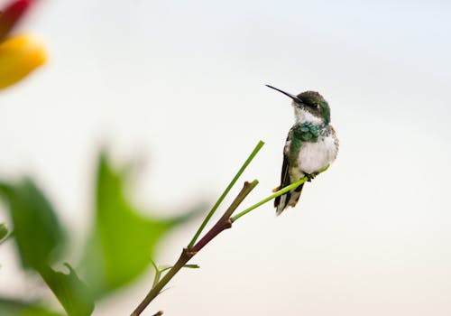 hummingbird ハミングバード