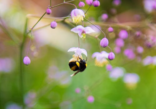 bumblebee マルハナバチ
