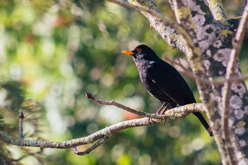 black bird backyard