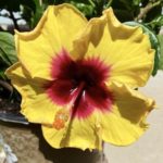 hibiscus yellow July
