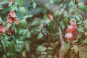 hummingbird bird
