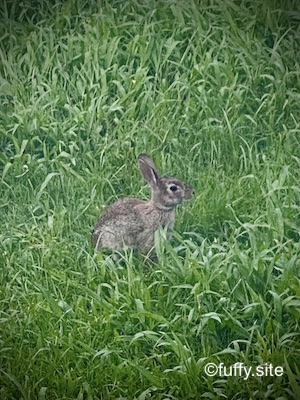 野ウサギ