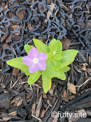 ニチニチソウ こぼれ種