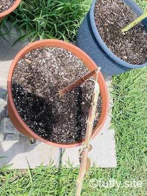 リスアタック ひまわり