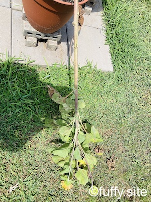 リスアタック ひまわり