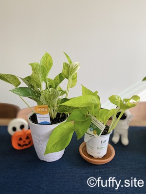 ポトス pothos neon lime marble queen  マーブルクイーンポトス ライムポトス ネオンポトス